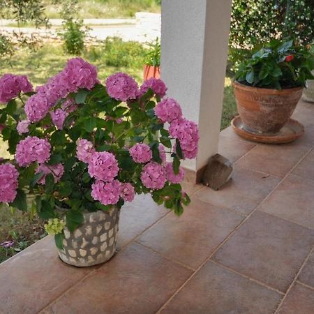 شقة Angela Novigrad Istria المظهر الخارجي الصورة